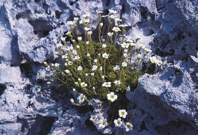 Saxifrage des Cévennes