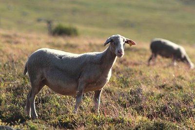 Mouton transhumant, Col de Finiels