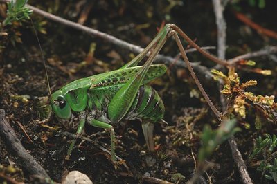 Dectique verrucivore (Decticus verrucivorus)