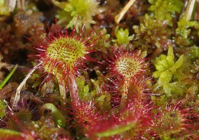 La drosera, plante dite carnivore présente dans la tourbière