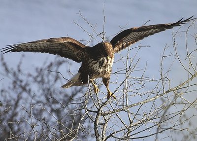 Buse variable