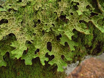 Lobaria pulmonaria