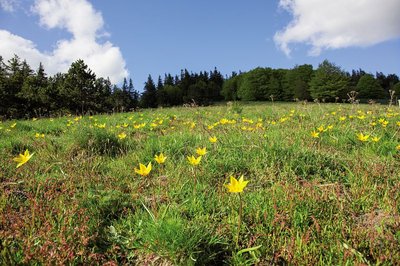 Tulipes sauvages