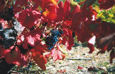 Vignes de Molines