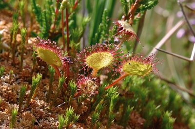 Drosera rotundifolia