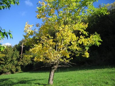 Le mûrier