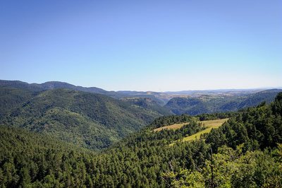 Forêt de l'Aigoual entre le col des Ubertes et Roquedols