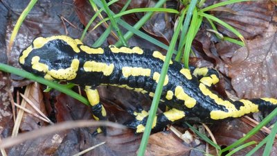 Salamandre terrestre