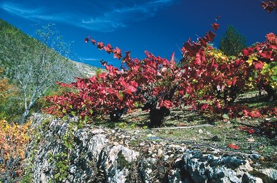 Vigne à Molines