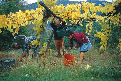 Ramassage du raisins en Cévennes