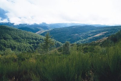 Boisement du Bougès sud