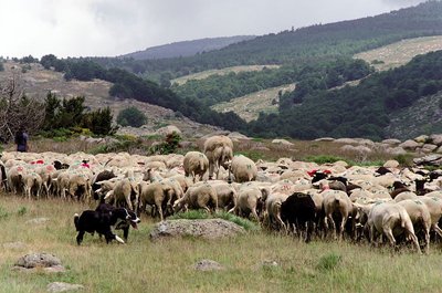 Transhumance sur la draille de l'Aubaret