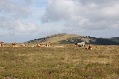 Troupeau au sommet de l'Aigoual