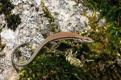 Lézard des murailles jeune