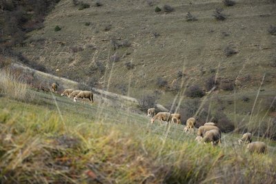 Troupeau de brebis