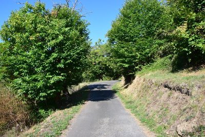 Châtaignier en bord de route