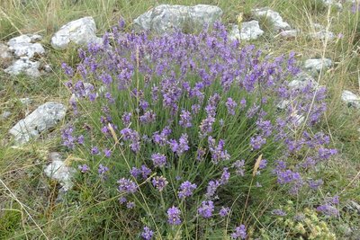 Lavandula angustifolia Miller