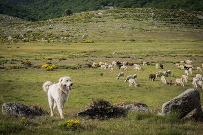 Le troupeau de Tourrières