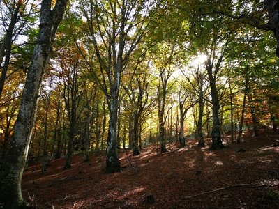 La forêt de hêtres