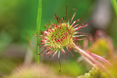 Drosera rotundifolia