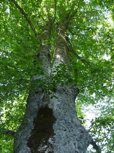 Les belles forêts