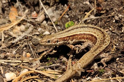 Le lézard vivipare