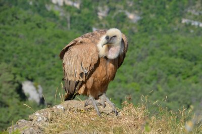 Vautour fauve en corniche des GDT