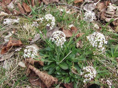 Noccaea caerulescens