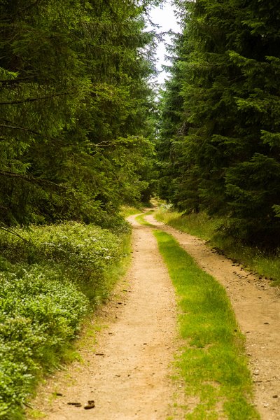 Forêt du Mont Mouchet