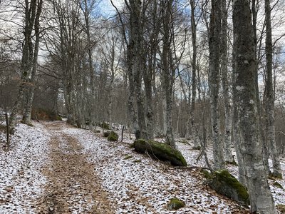 Cheminement en forêt