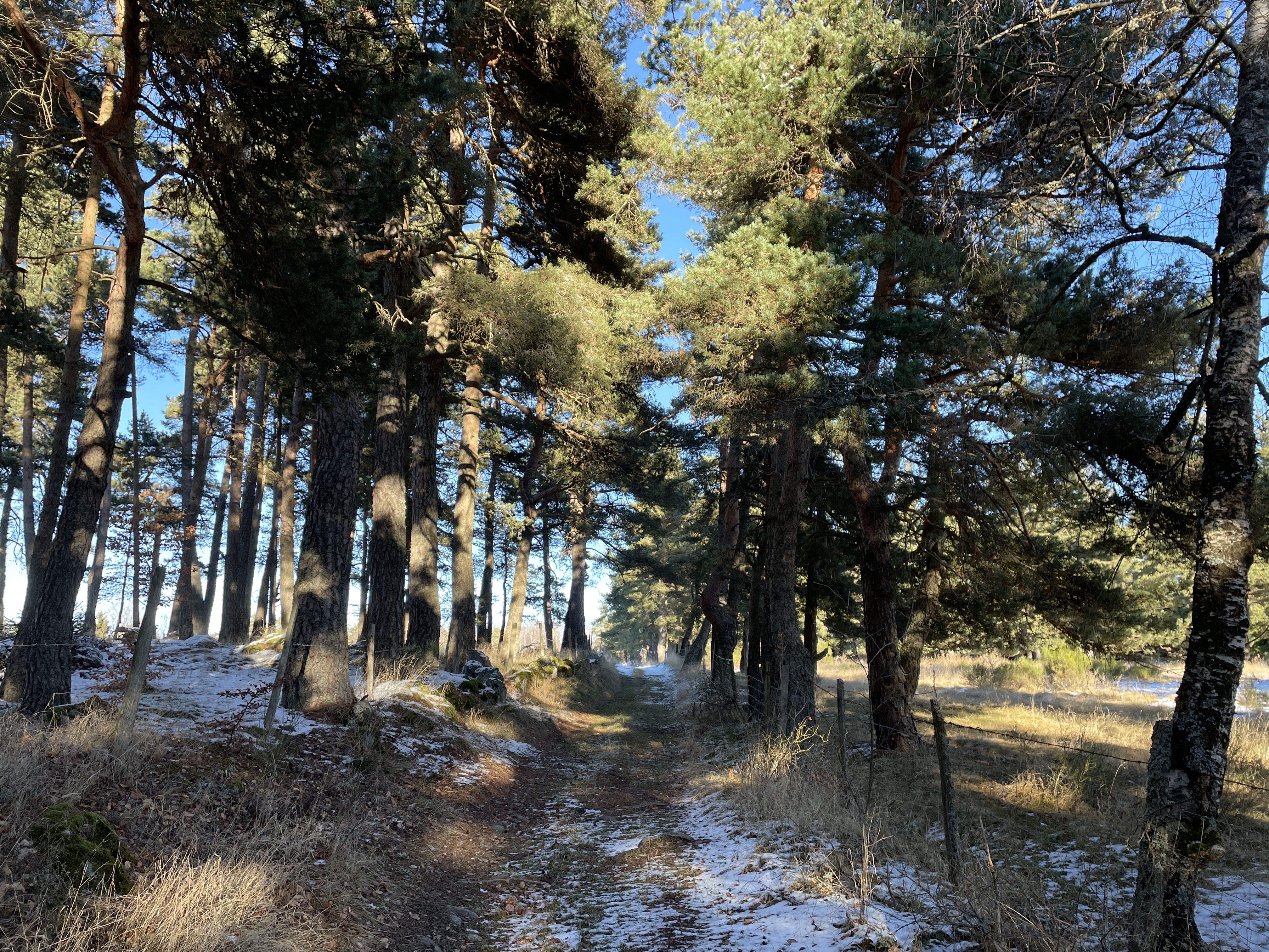Traversée en sous bois