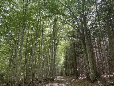 A l'ombre des sous bois