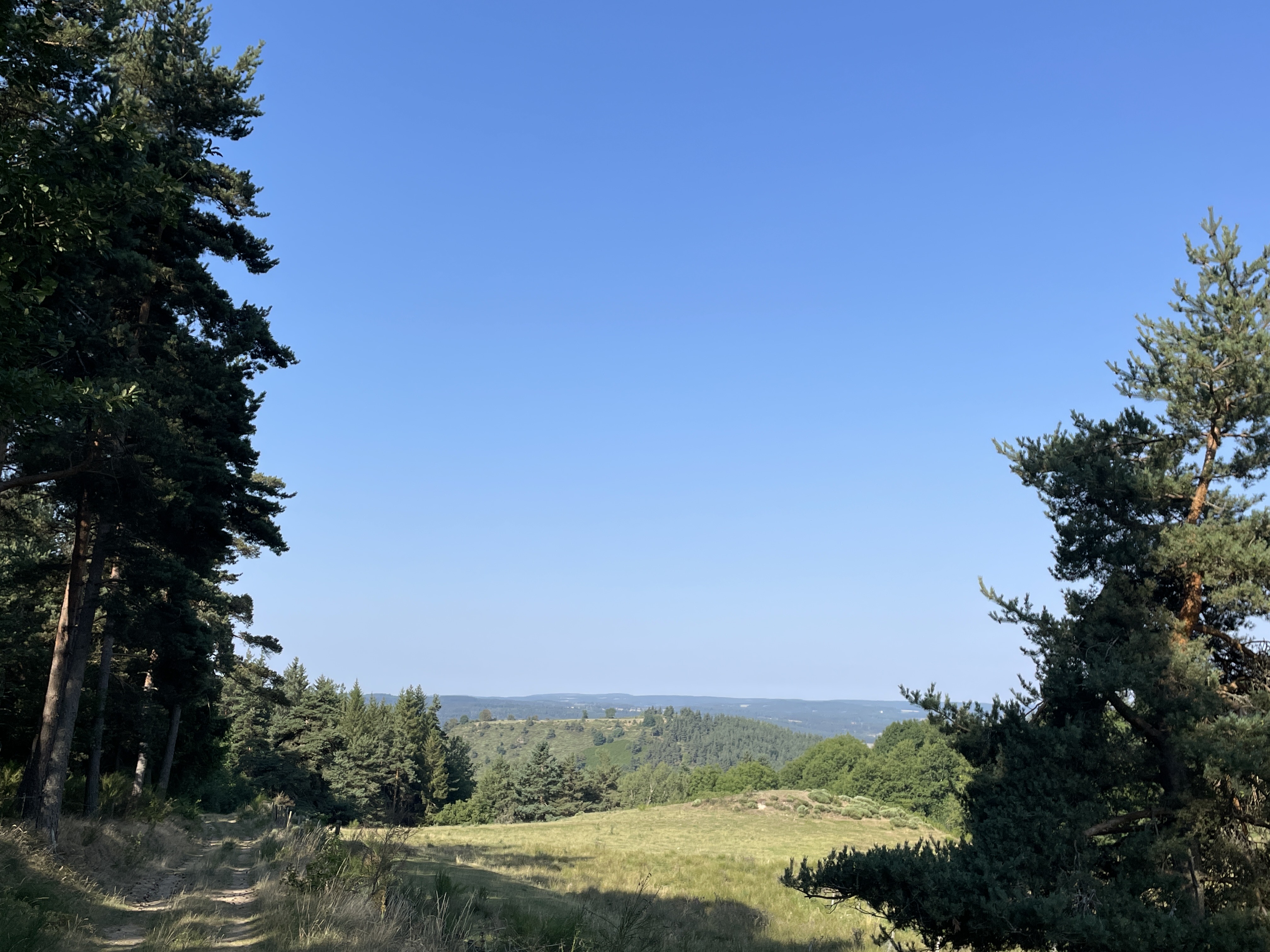 Entre prairie et forêt