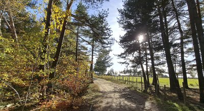 Forêt en Margeride, pins sylvestres et fayards