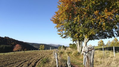 Chemin entre pâturages et forêts