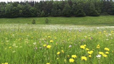 Des fleurs par milliers dans les prés