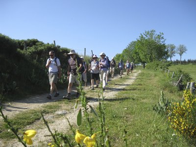 Sur le chemin bordé de genêts