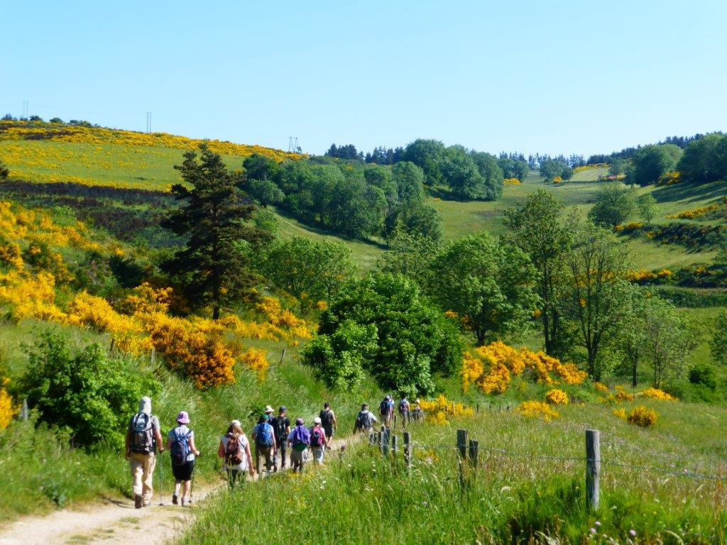 L'or des genêts sur les chemins