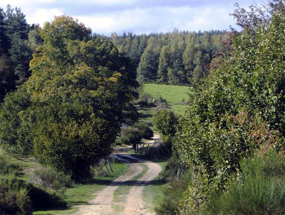 Au fil du chemin à travers prés et forêts