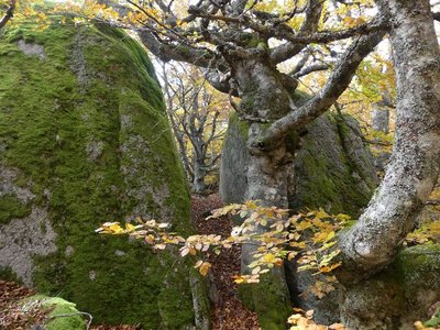 La forêt magique