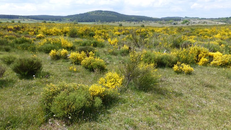 Plateau de La Can