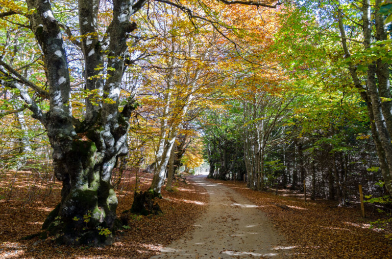 Forêt du Mas de la Barque en automne