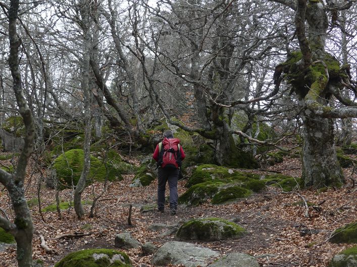 La forêt magique !