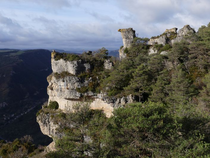 Les gorges de la Jonte et les vautours