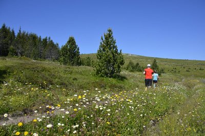 Sur le Mont Lozère