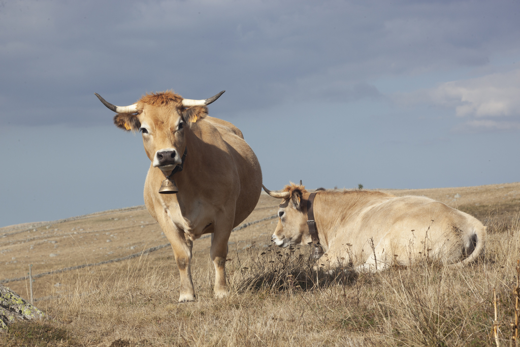 vache aubrac