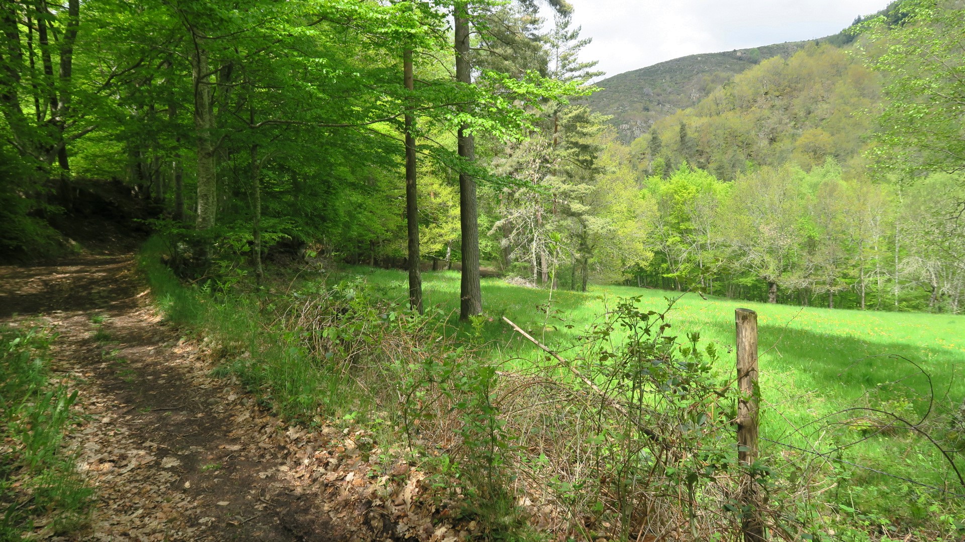 L'ambivalence du parcours entre ombrage et trouées de verdure ensoleillées