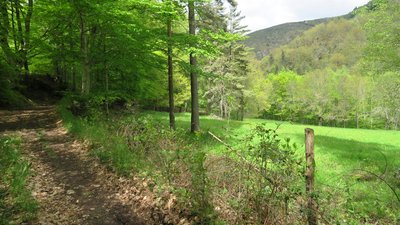 Entre ombrages et trouées de verdure ensoleillées