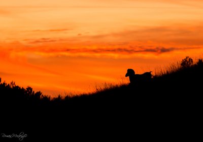 Mouflon sur le causse