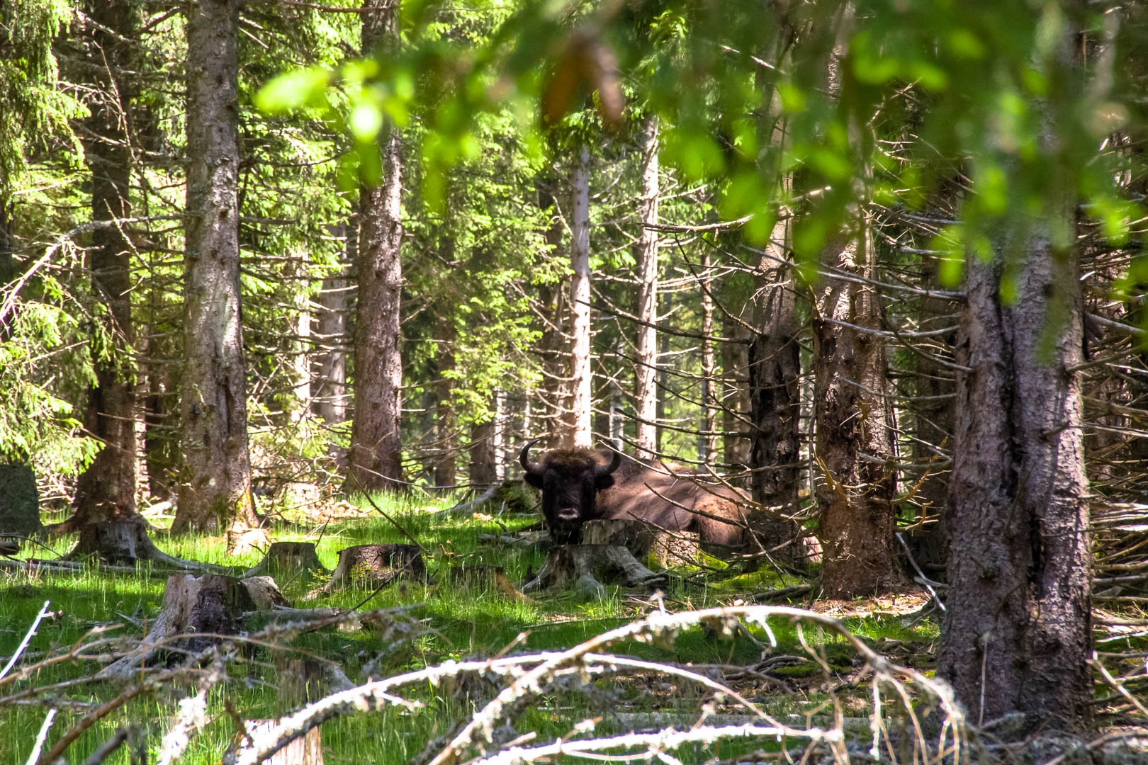 Bison du parc des bisons d'Europe